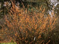 Kalm201401 Hamamelis japonica x vernalis 4860
